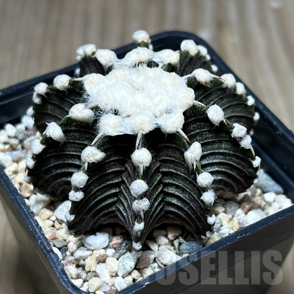 SHPR27518 Gymnocalycium friedrichii VOS 1241