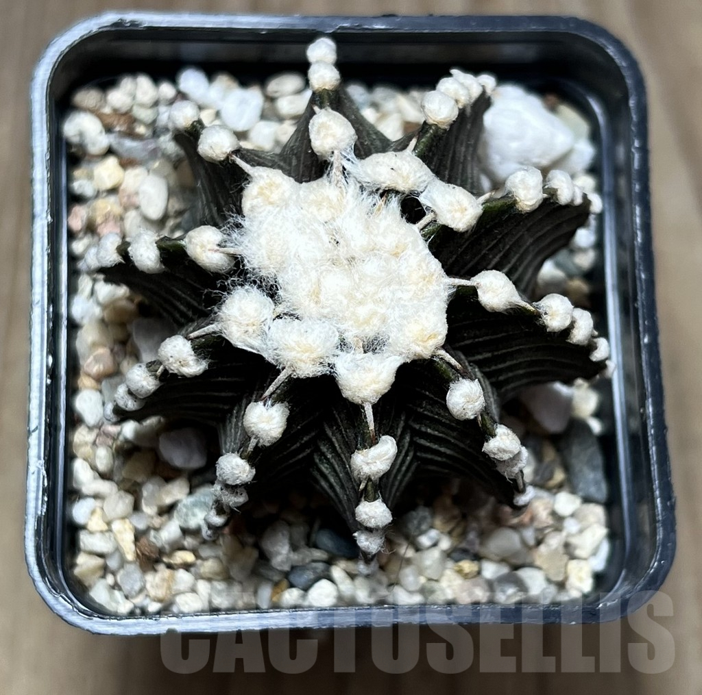SHPR27518 Gymnocalycium friedrichii VOS 1241 - Image 2