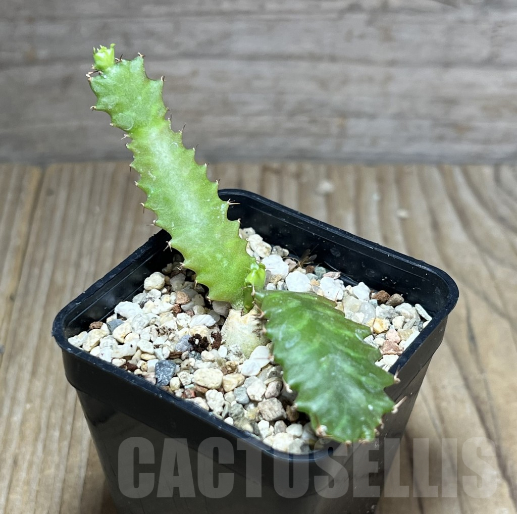 SHPR27520 Euphorbia stellata - Image 2