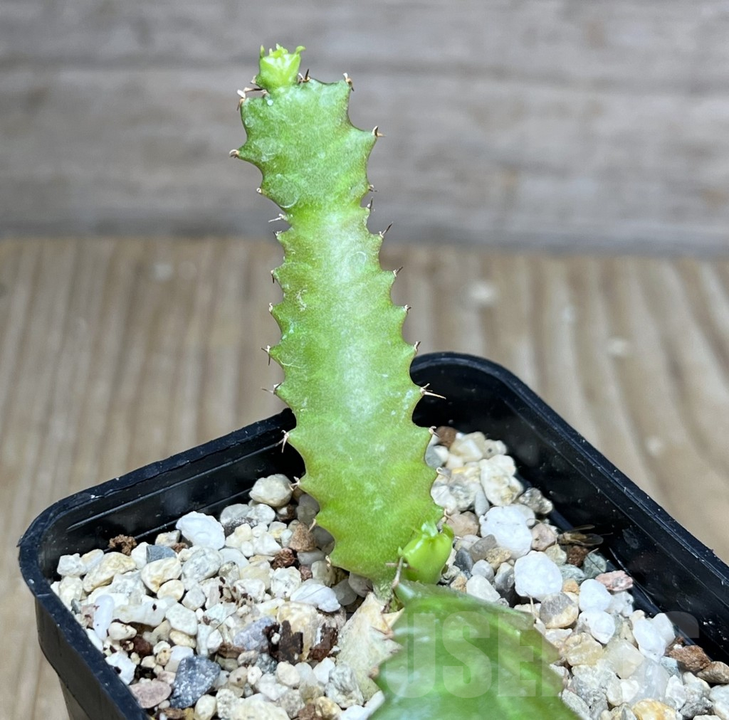 SHPR27520 Euphorbia stellata