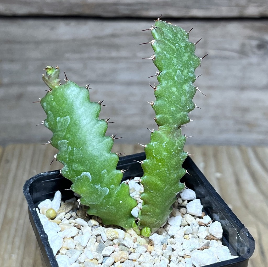 SHPR27521 Euphorbia stellata