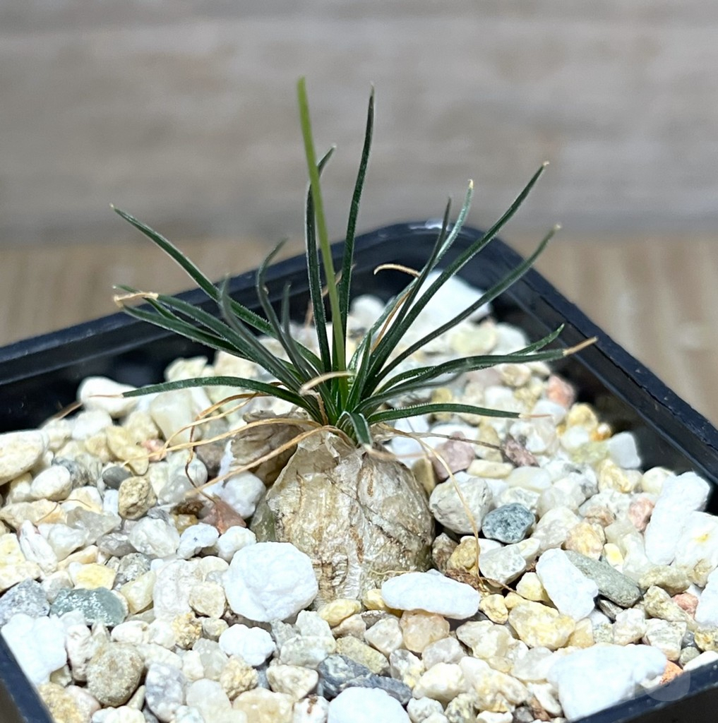 SHPR27522 Ornithogalum sardienii mini form