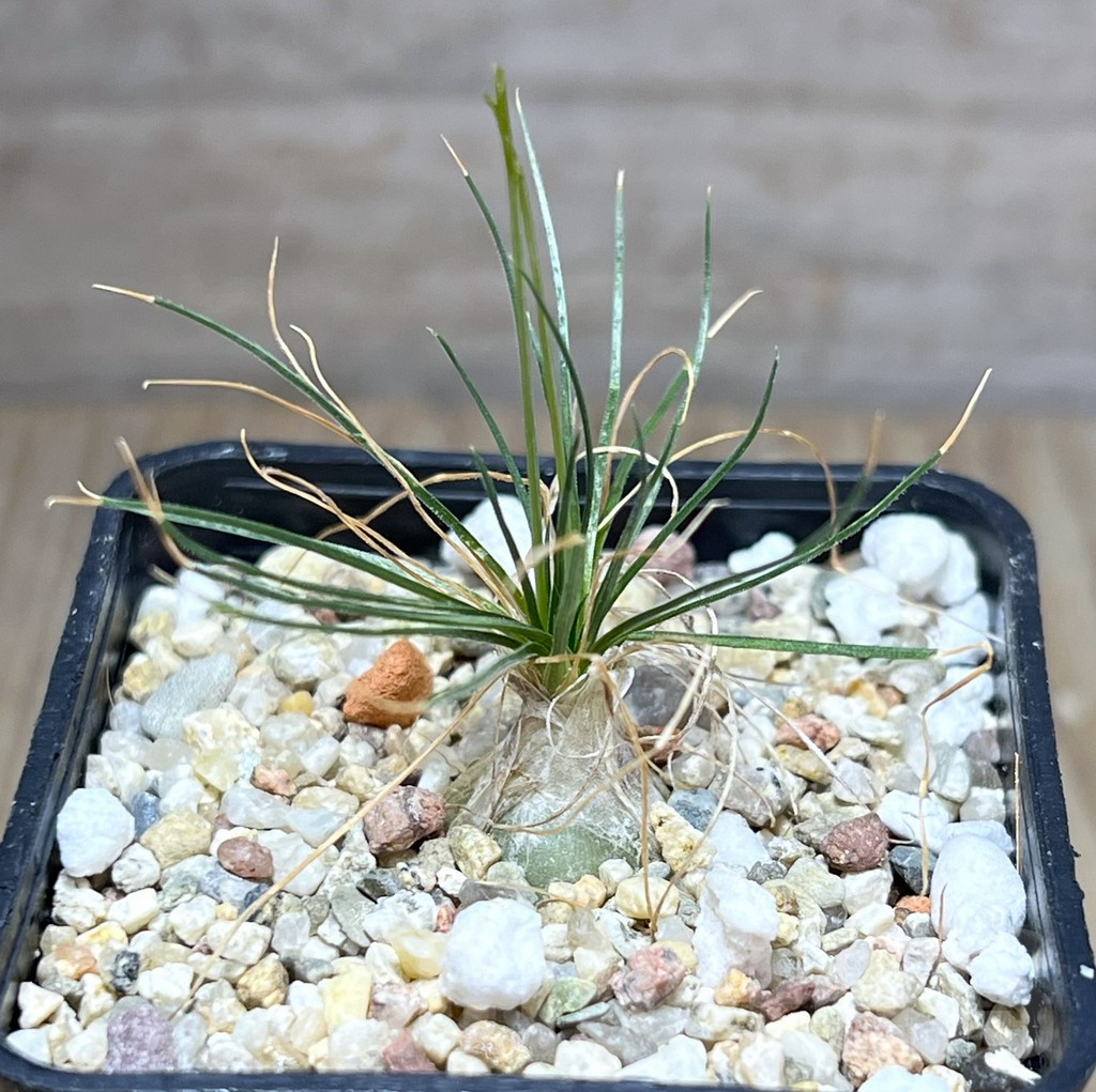 SHPR27523 Ornithogalum sardienii mini form