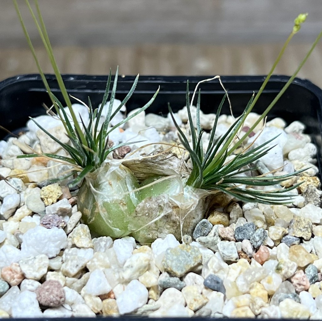 SHPR27524 Ornithogalum sardienii mini form