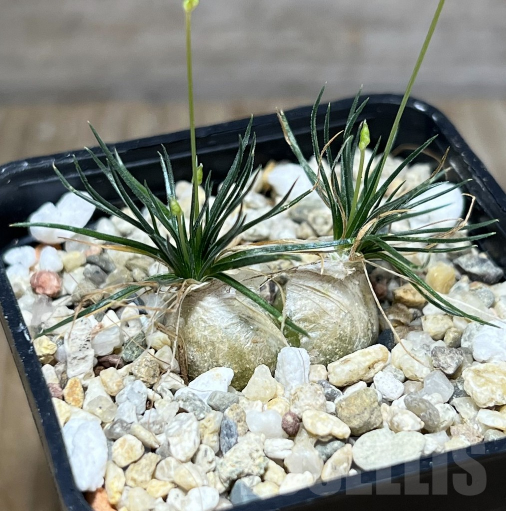 SHPR27525 Ornithogalum sardienii mini form