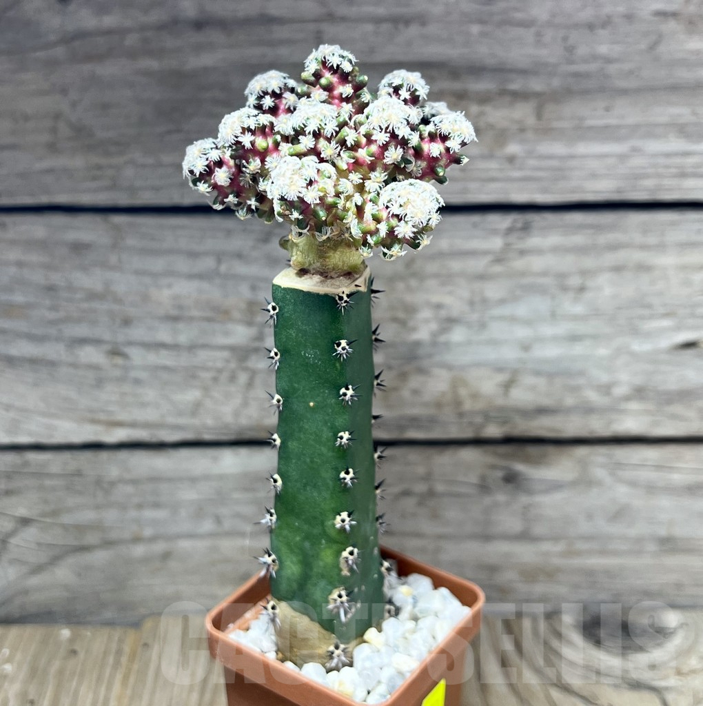 SHPR27527 Mammillaria theresae v. minima ‘Red Body’,grafting – Image 2