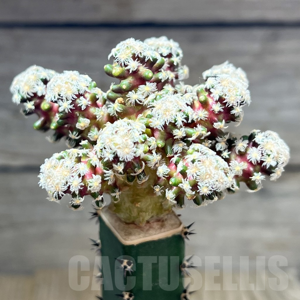 SHPR27527 Mammillaria theresae v. minima ‘Red Body’,grafting