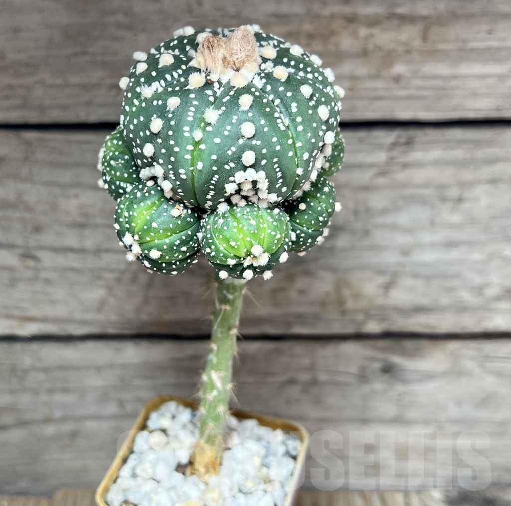 SHPR27530 Astrophytum asterias ‘Super Kabuto’, grafted – Image 2