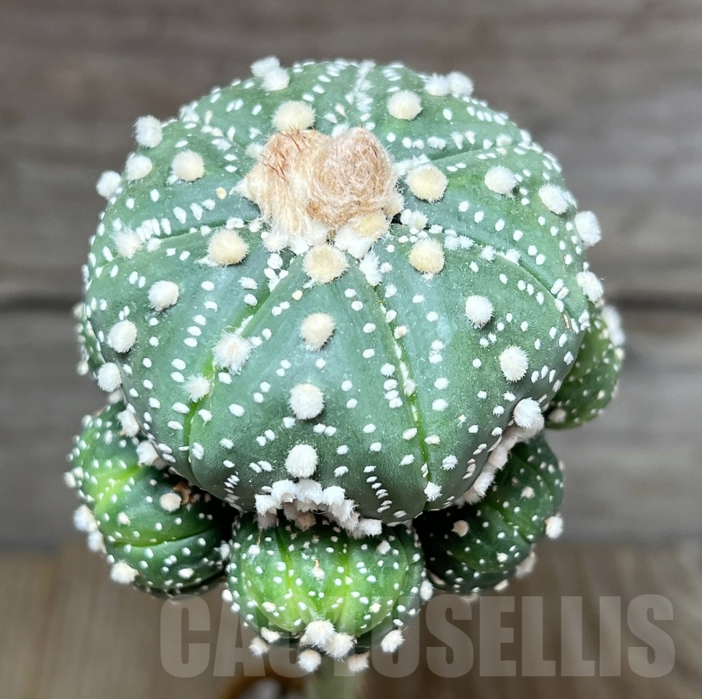 SHPR27530 Astrophytum asterias ‘Super Kabuto’, grafted