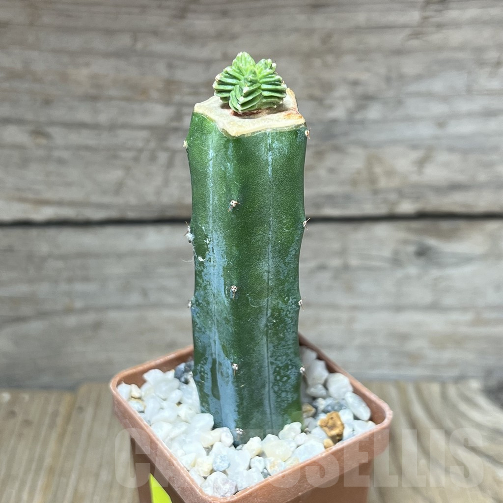 SHPR27532 Aztekium valdezii, grafted – Image 2