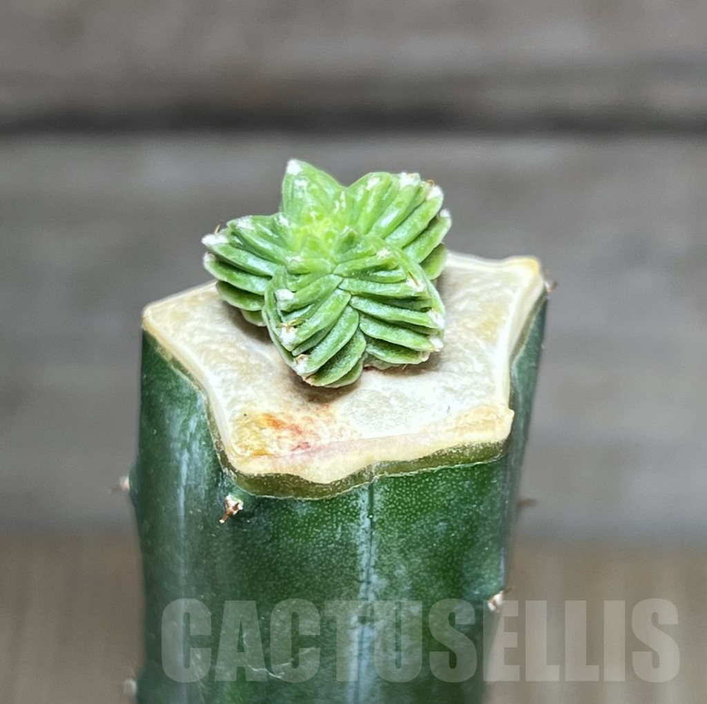 SHPR27532 Aztekium valdezii, grafted