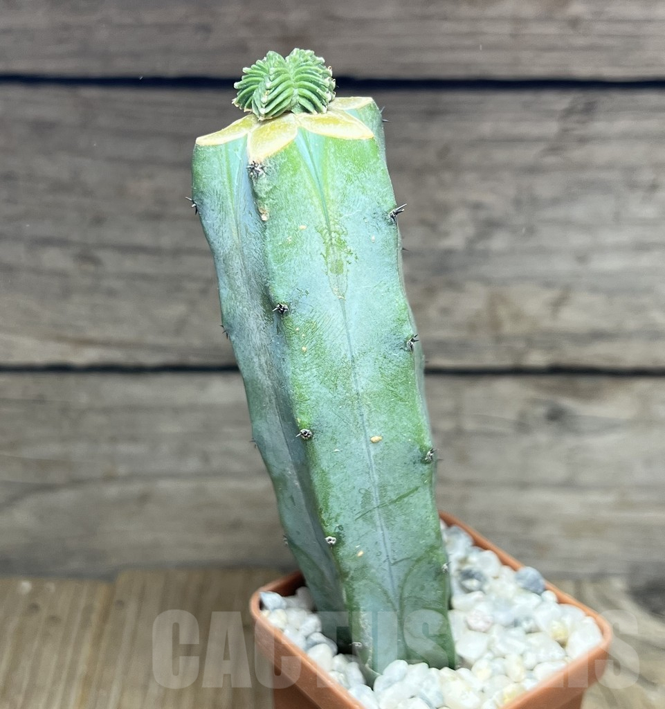 SHPR27533 Aztekium valdezii, grafted – Image 2