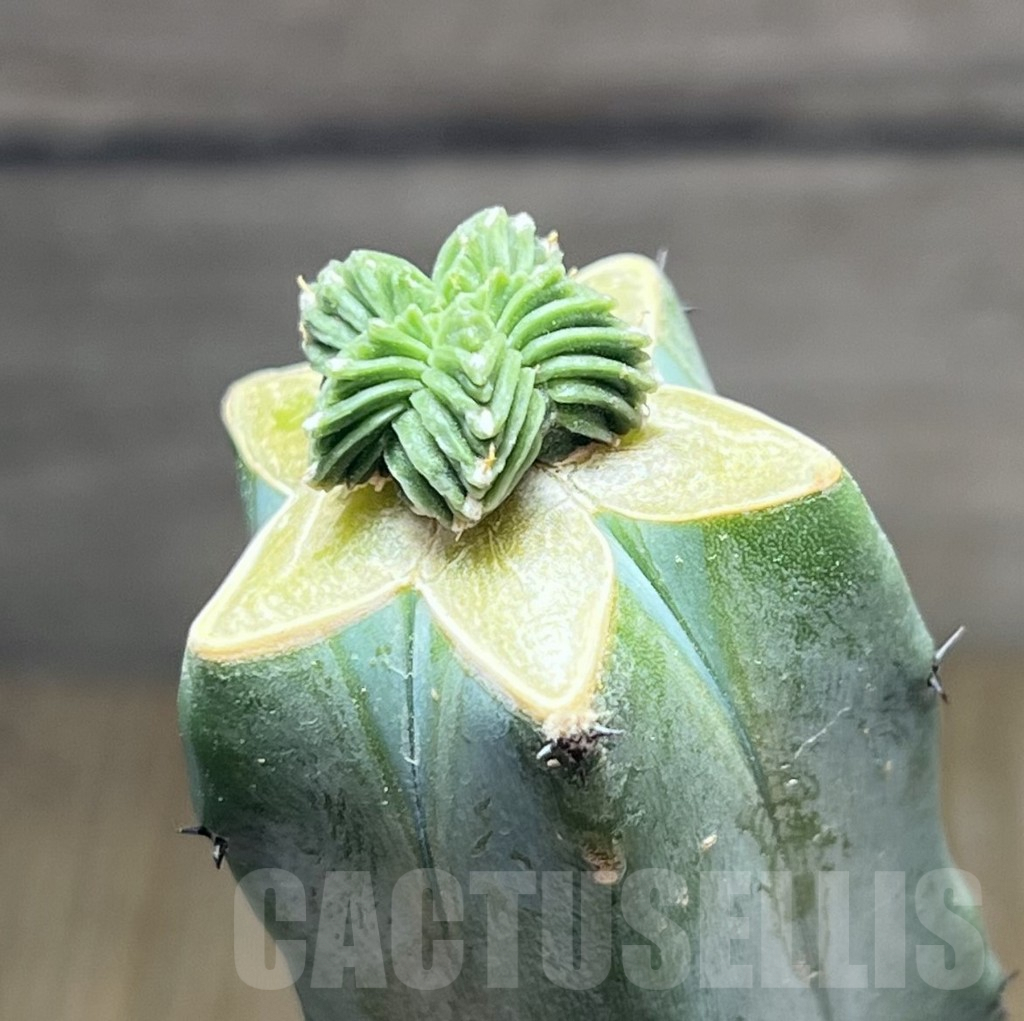 SHPR27533 Aztekium valdezii, grafted