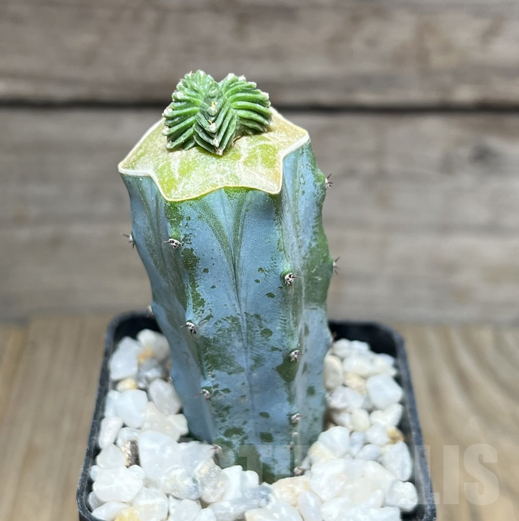 SHPR27534 Aztekium valdezii, grafted – Image 2