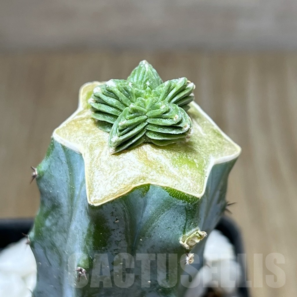 SHPR27534 Aztekium valdezii, grafted