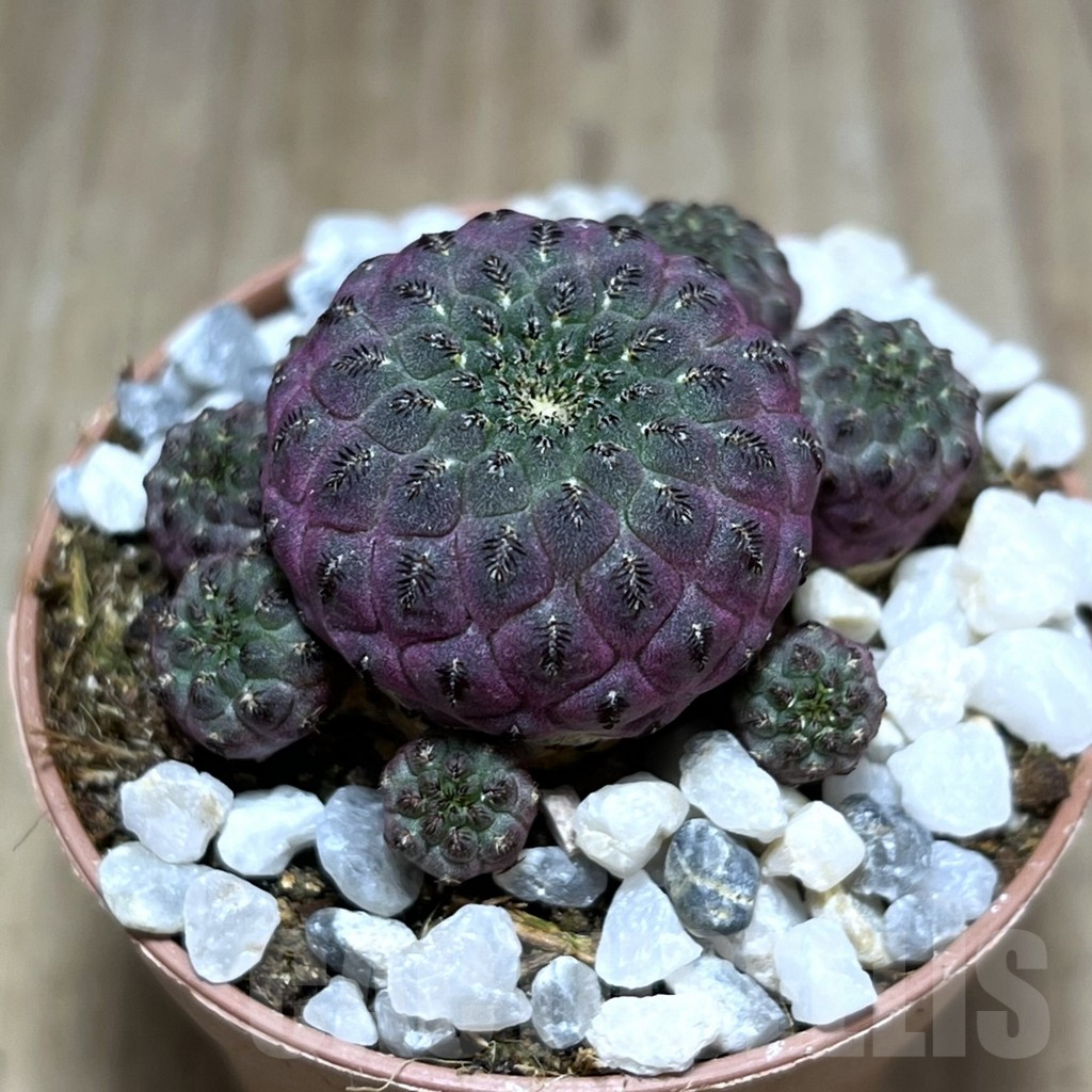 SHPR27540 Sulcorebutia rauschii