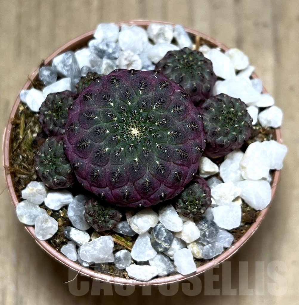 SHPR27540 Sulcorebutia rauschii - Image 2