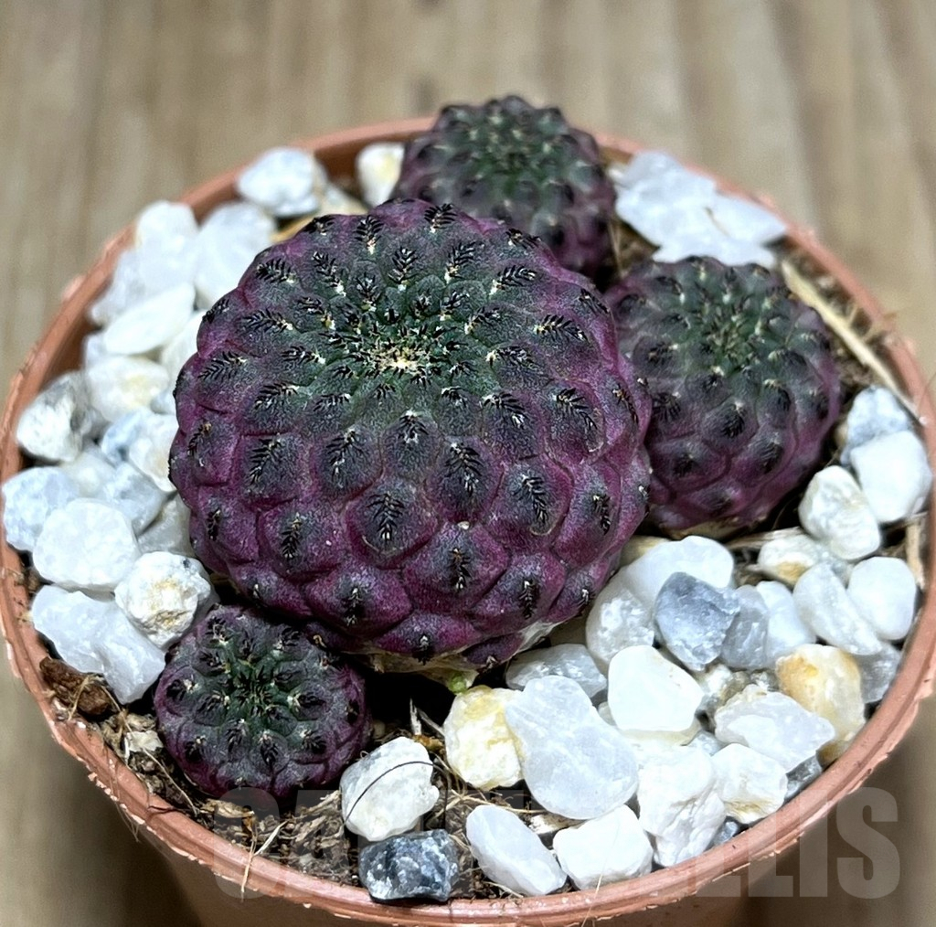 SHPR27541 Sulcorebutia rauschii