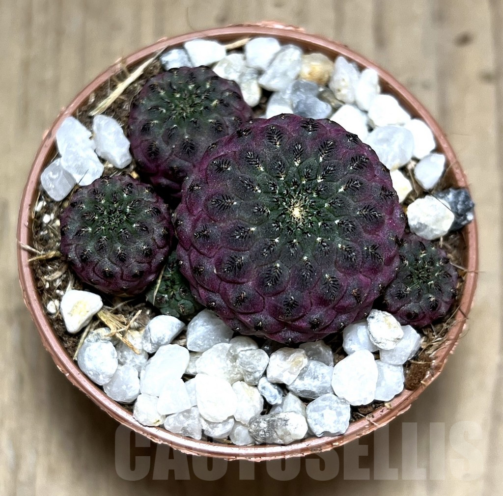 SHPR27541 Sulcorebutia rauschii - Image 2