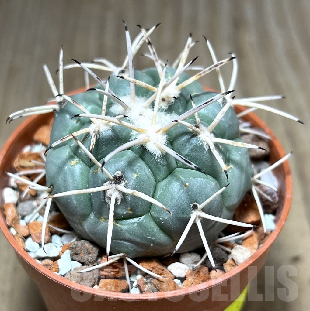 SHPR27543 Coryphantha poselgeriana