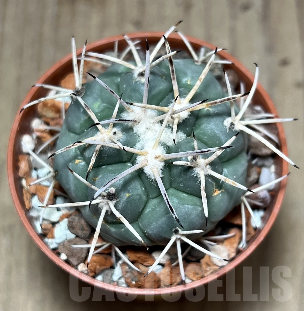 SHPR27543 Coryphantha poselgeriana - Image 2