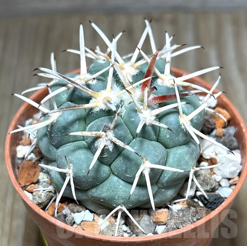 SHPR27544 Coryphantha poselgeriana