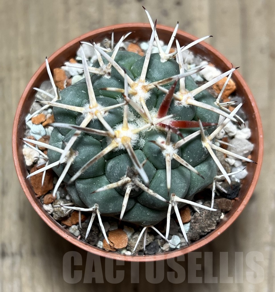 SHPR27544 Coryphantha poselgeriana - Image 2