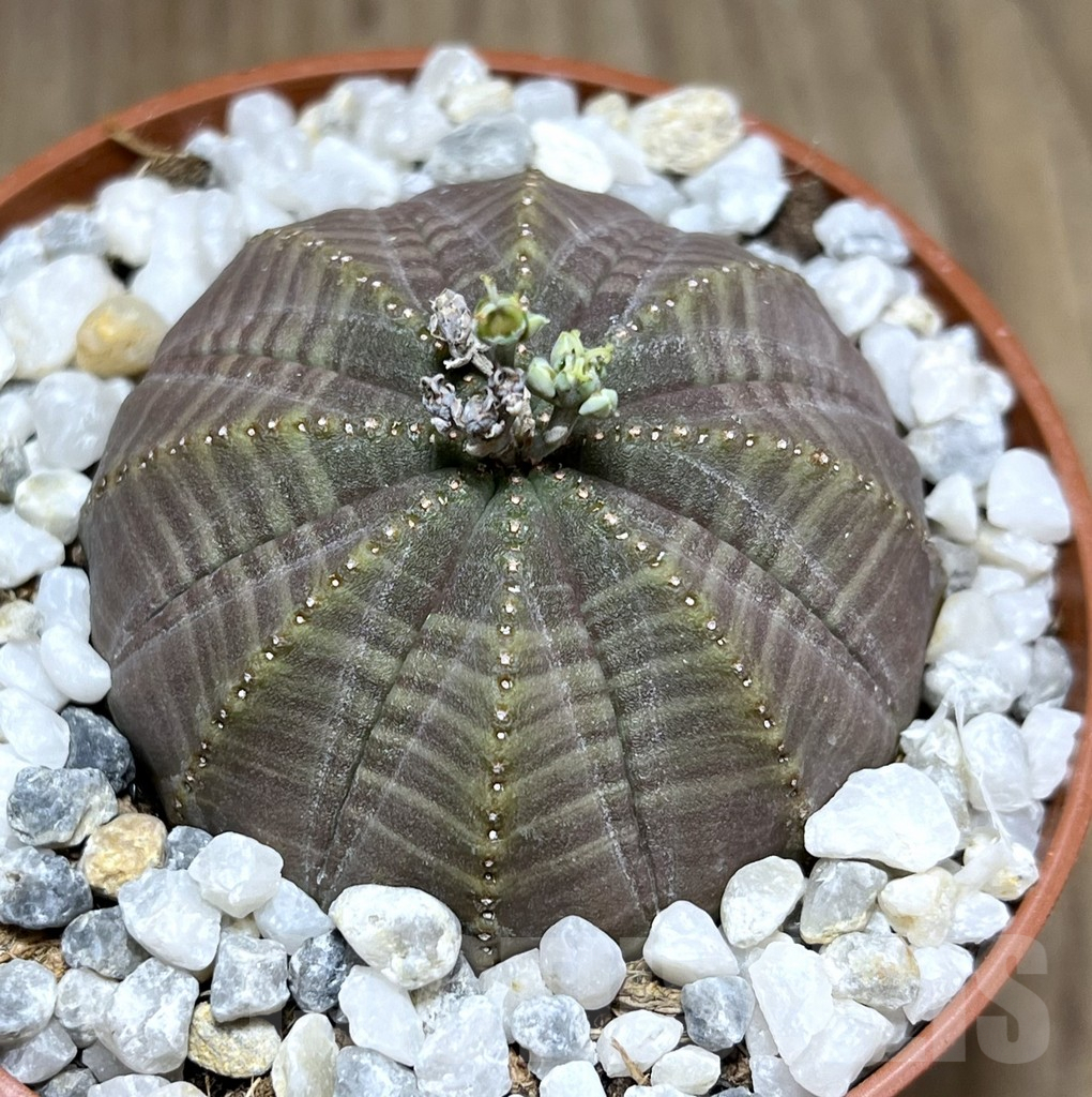 SHPR27545 Euphorbia obesa