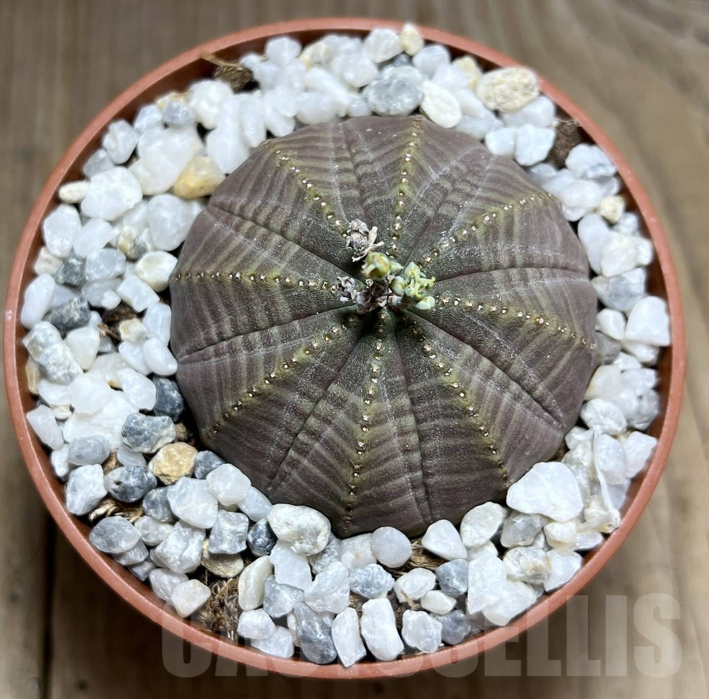 SHPR27545 Euphorbia obesa - Image 2