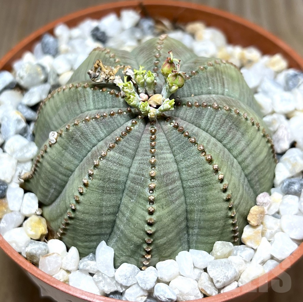 SHPR27546 Euphorbia obesa
