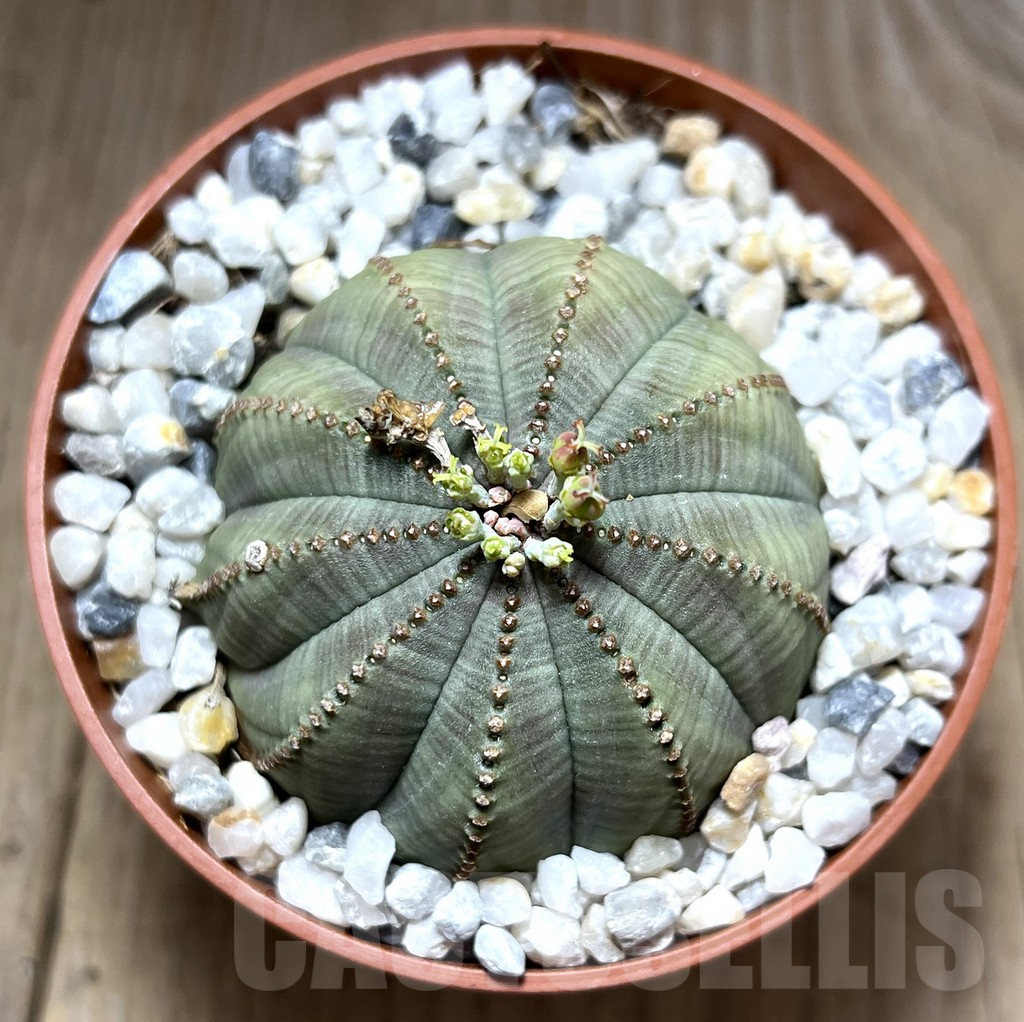 SHPR27546 Euphorbia obesa - Image 2