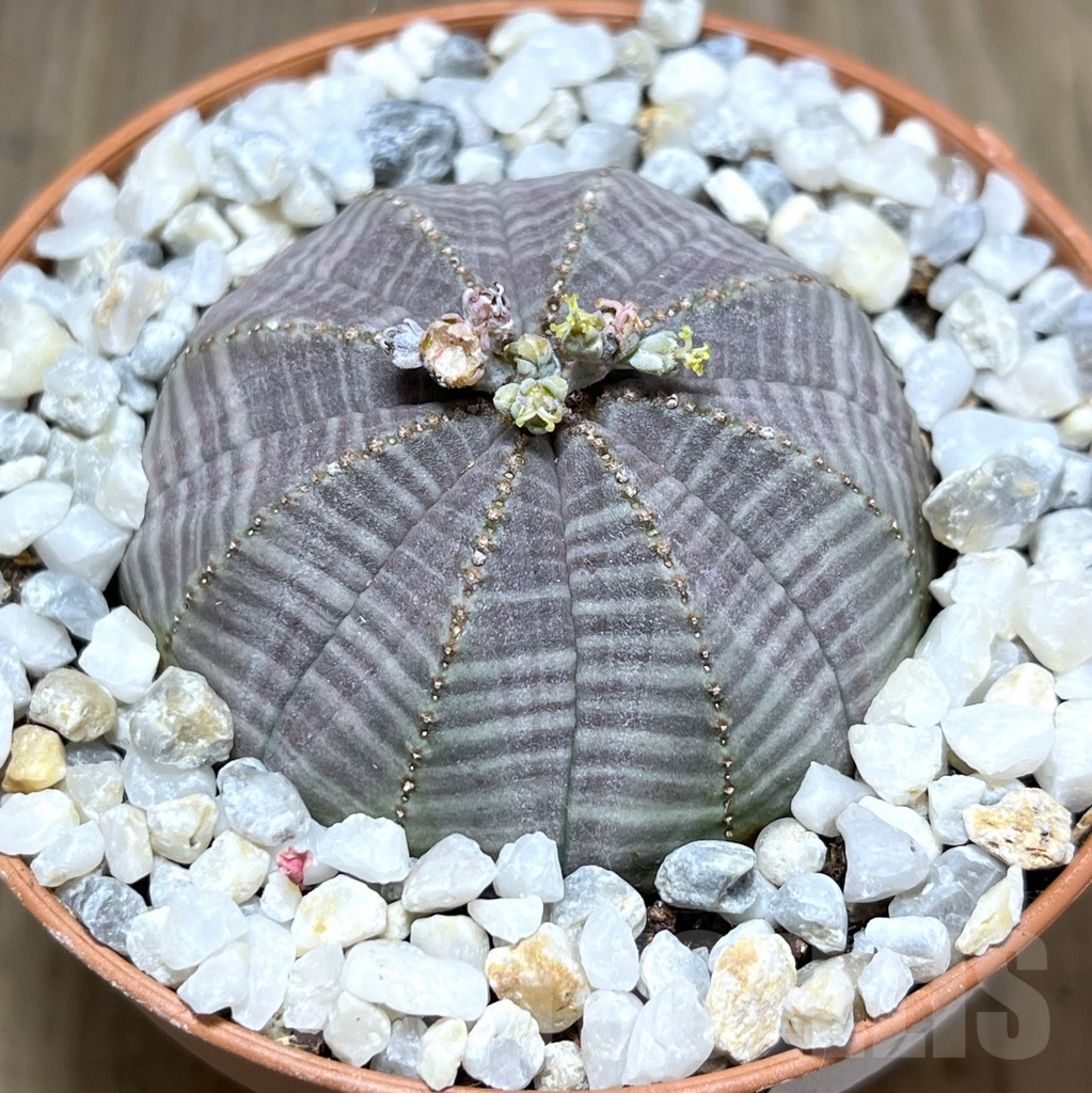 SHPR27547 Euphorbia obesa
