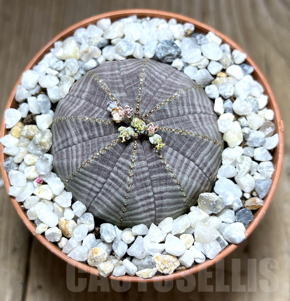 SHPR27547 Euphorbia obesa - Image 2