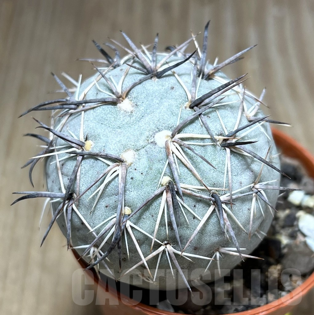 SHPR27548 Tephrocactus geometricus