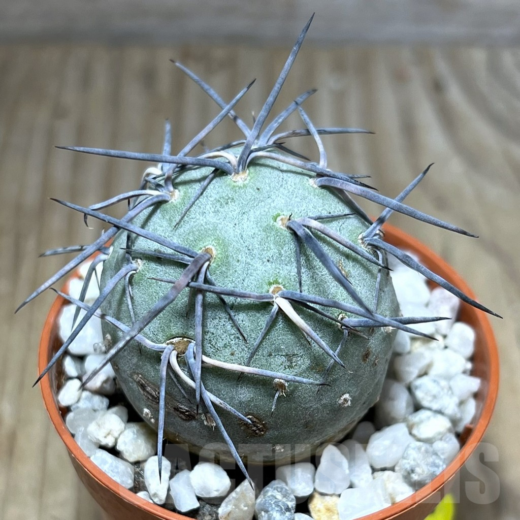 SHPR27549 Tephrocactus geometricus