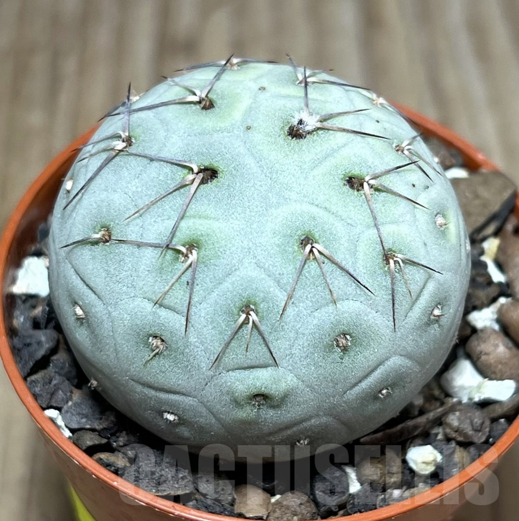 SHPR27550 Tephrocactus geometricus