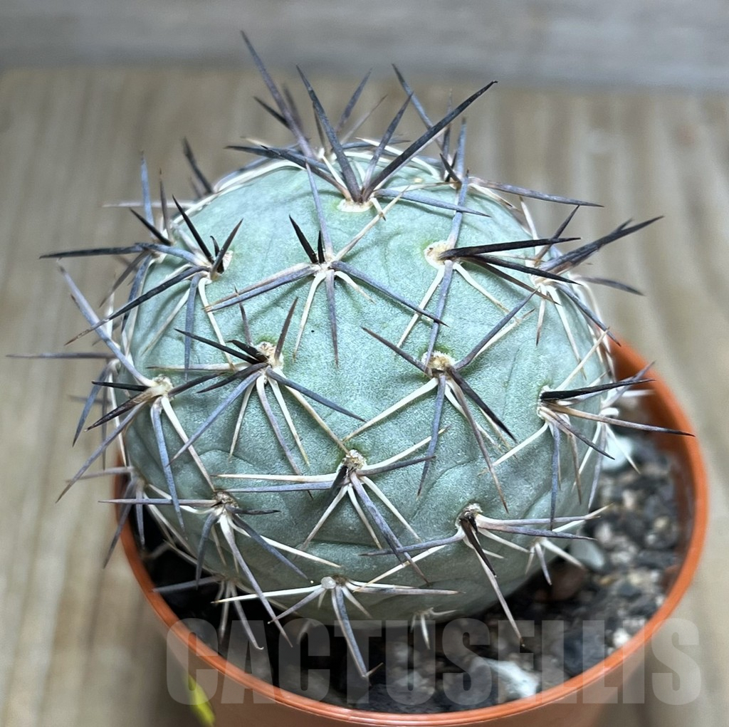 SHPR27551 Tephrocactus geometricus