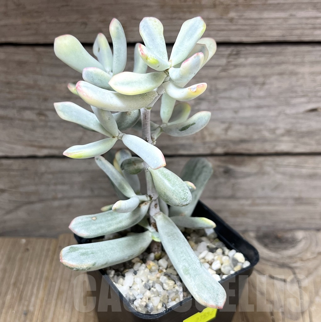 SHPR27552 Cotyledon orbiculata f. variegata - Image 2