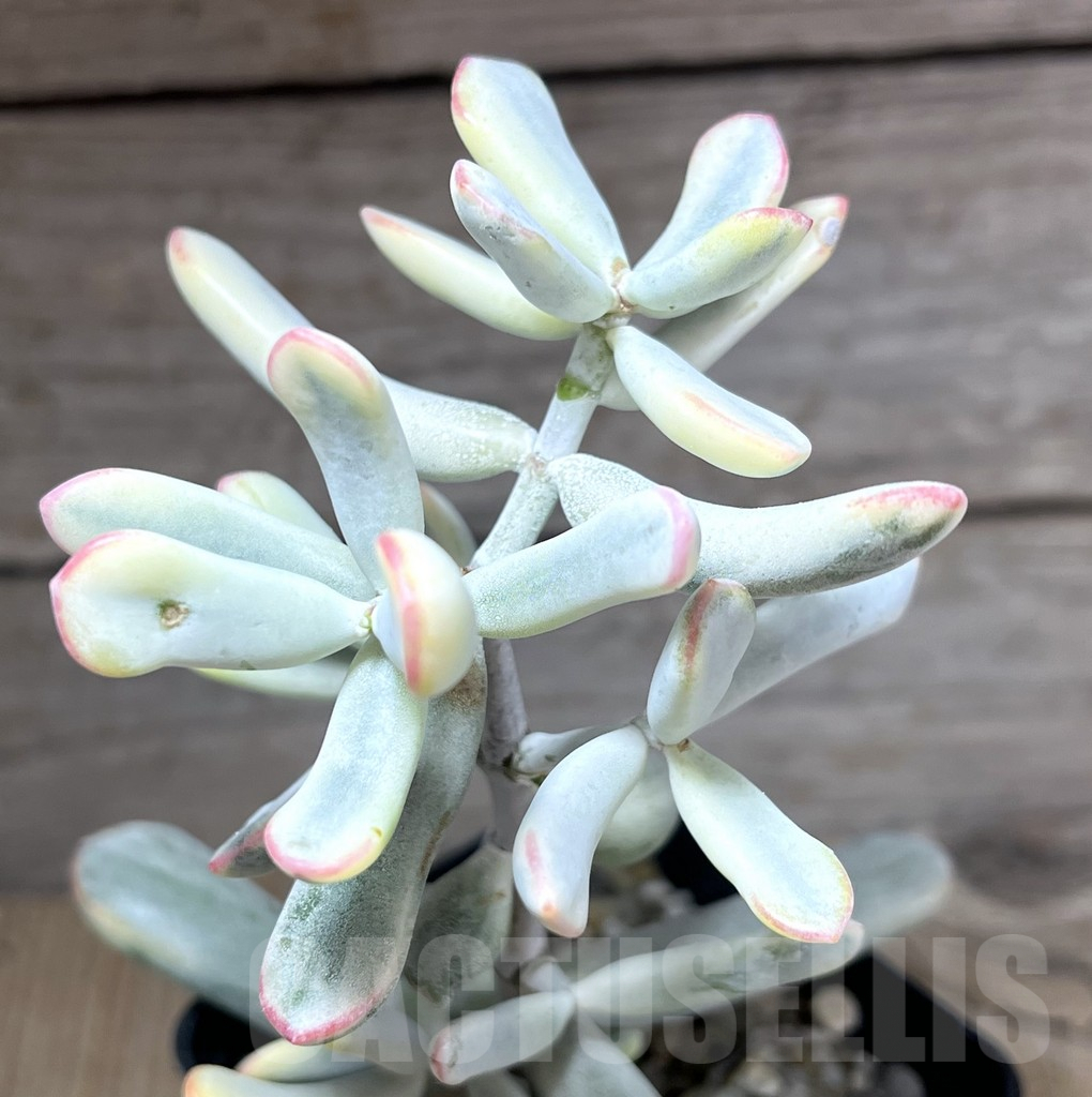 SHPR27552 Cotyledon orbiculata f. variegata