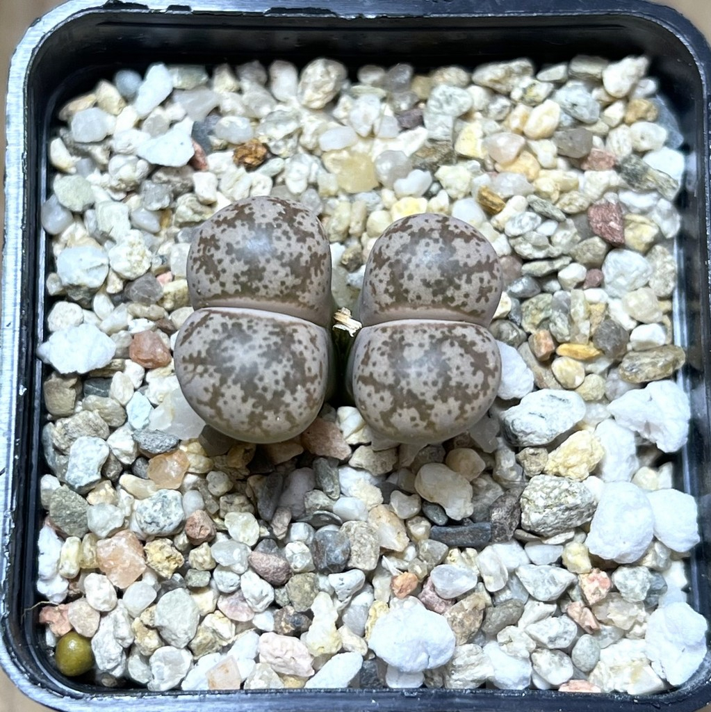 SHPR27553 Lithops coleorum
