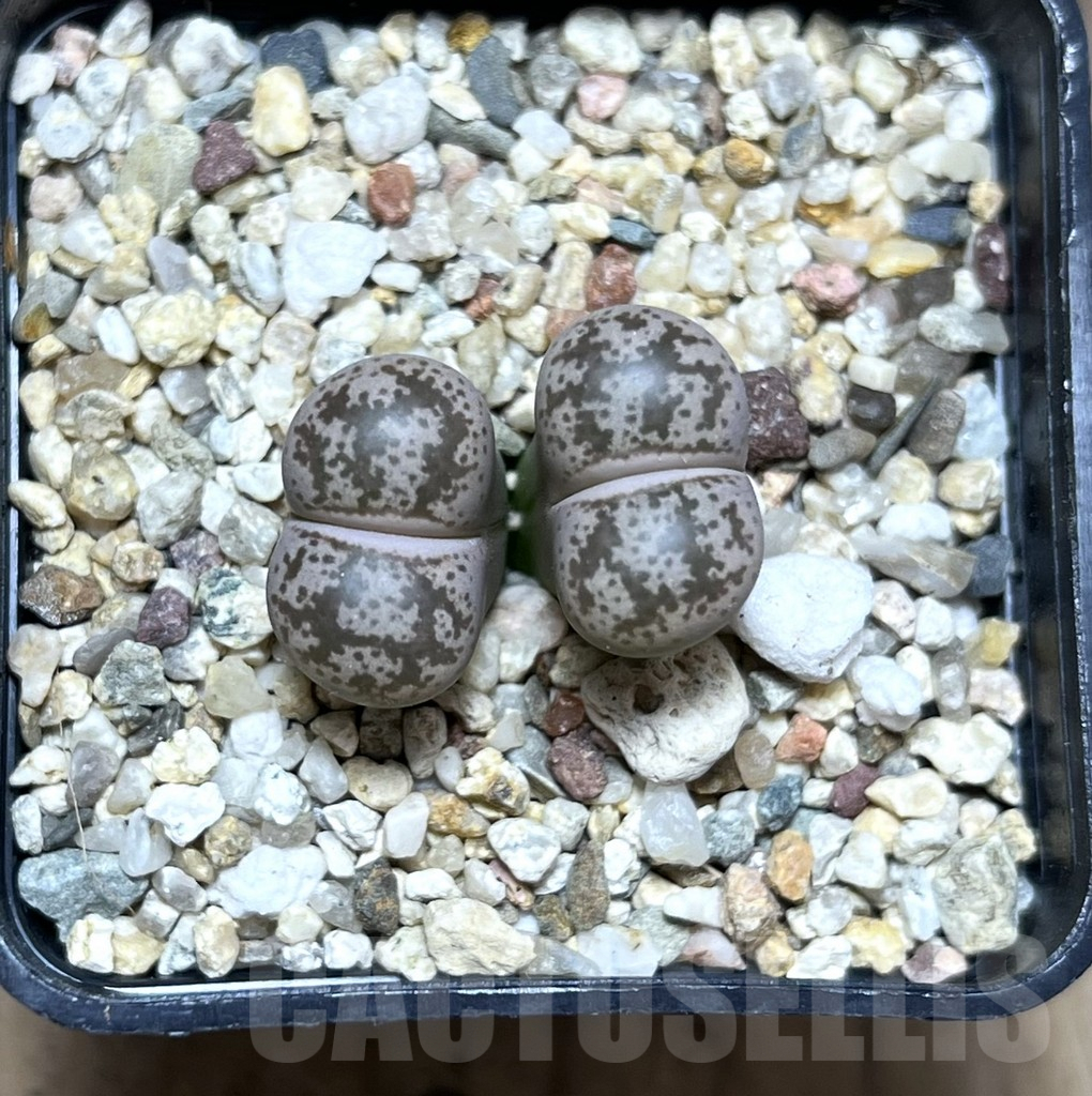 SHPR27554 Lithops coleorum