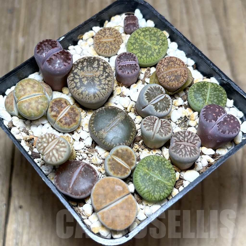 SHPR27555 Lithops mix