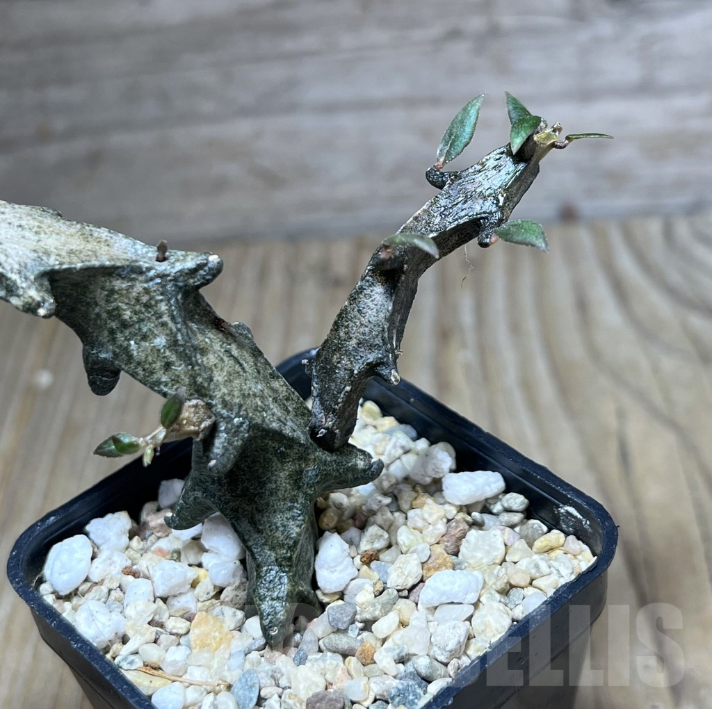 SHPR27562 Ceropegia armandii