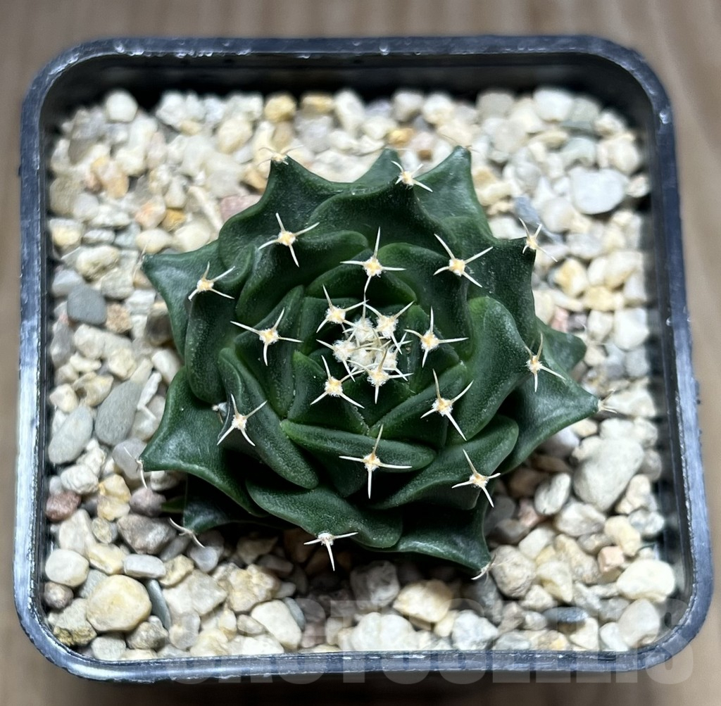 SHPR27564 Obregonia denegrii – Bild 2