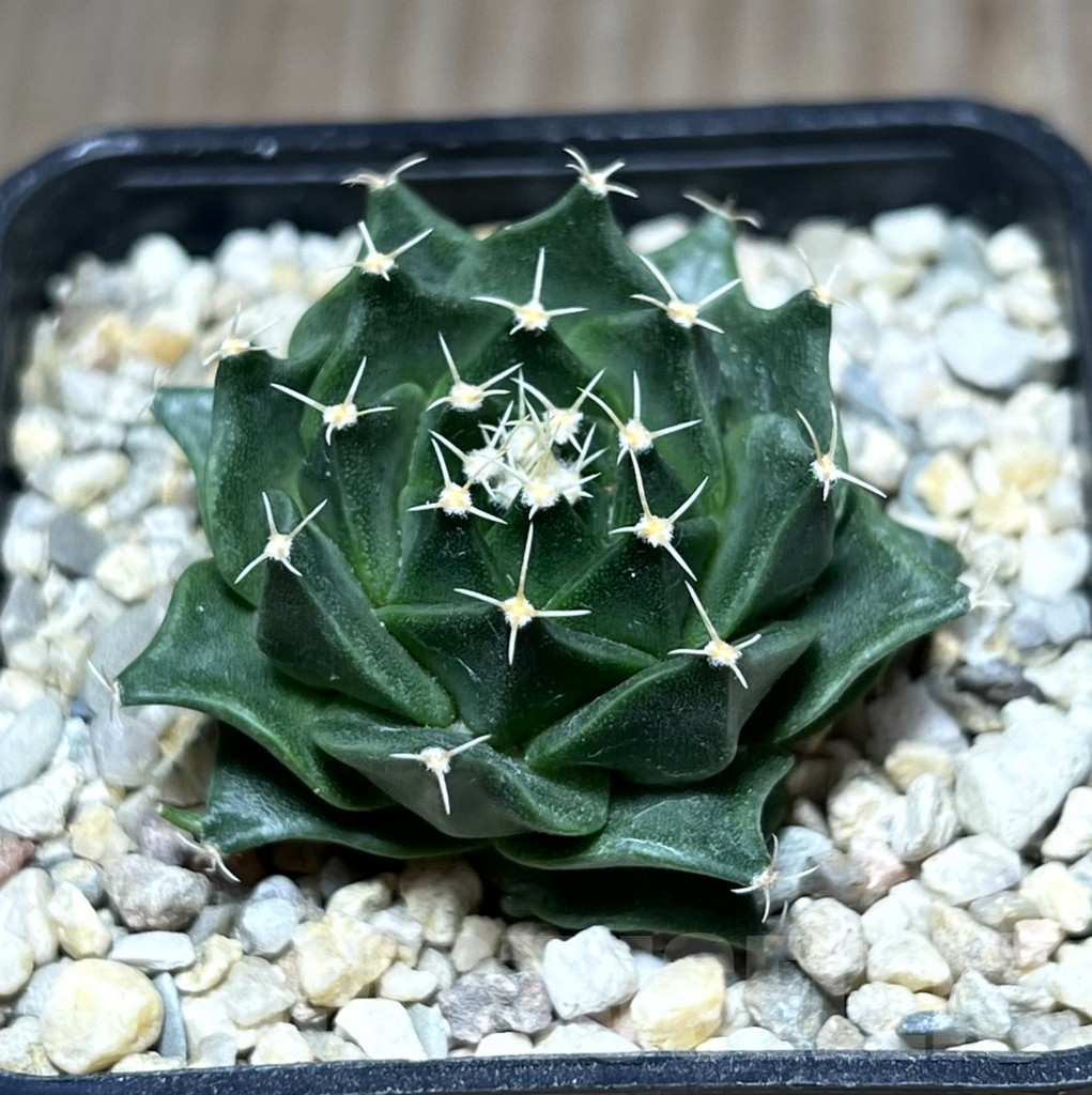 SHPR27564 Obregonia denegrii