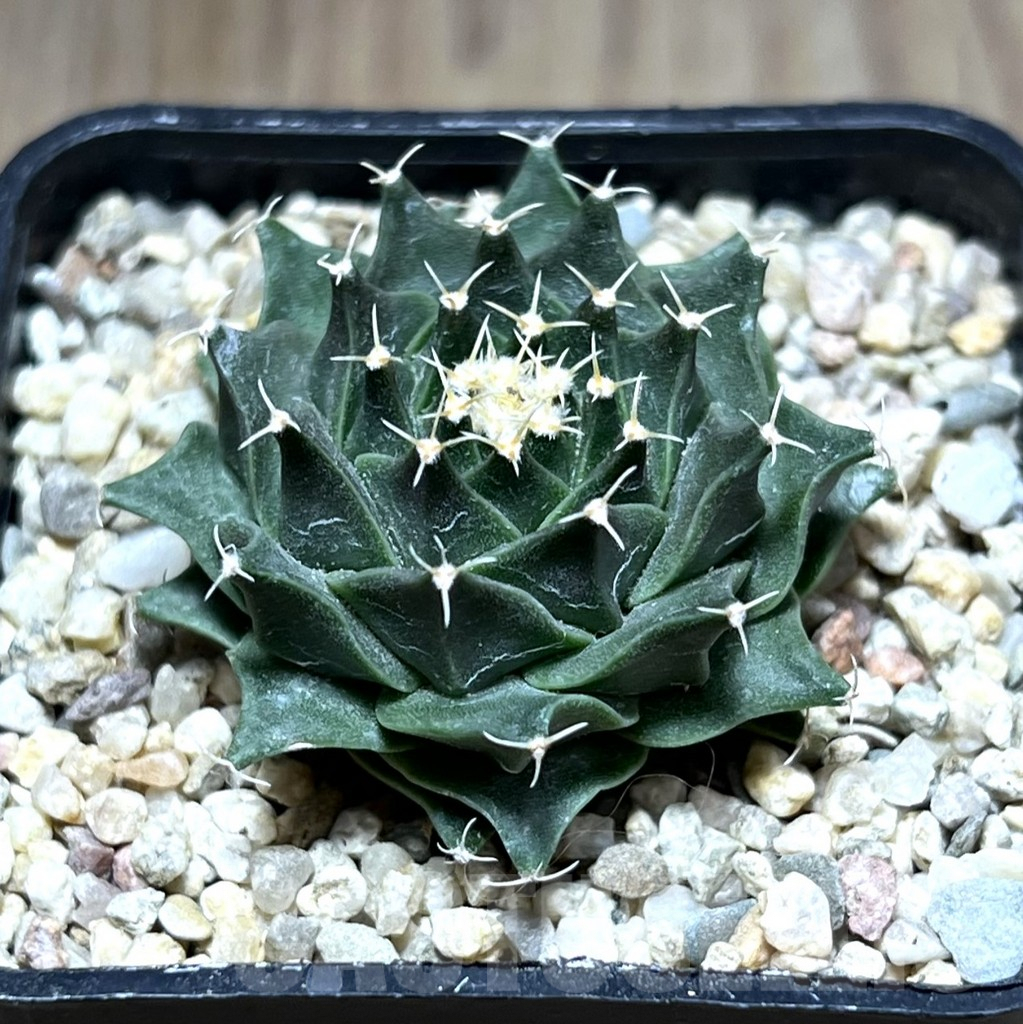 SHPR27565 Obregonia denegrii