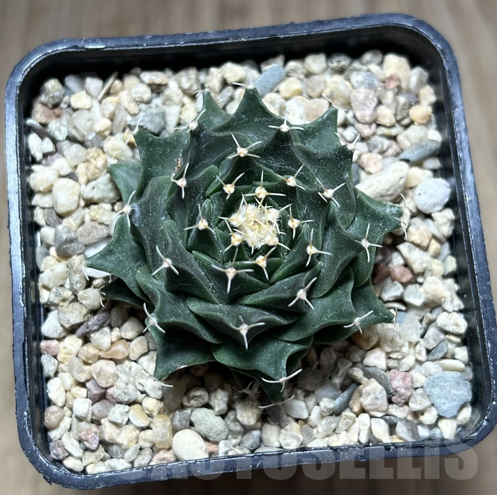 SHPR27565 Obregonia denegrii – Bild 2