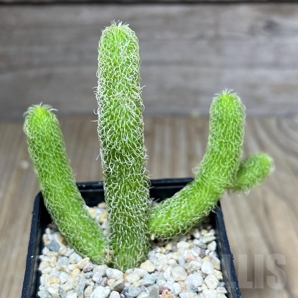 SHPR27566 Stapelianthus pilosus