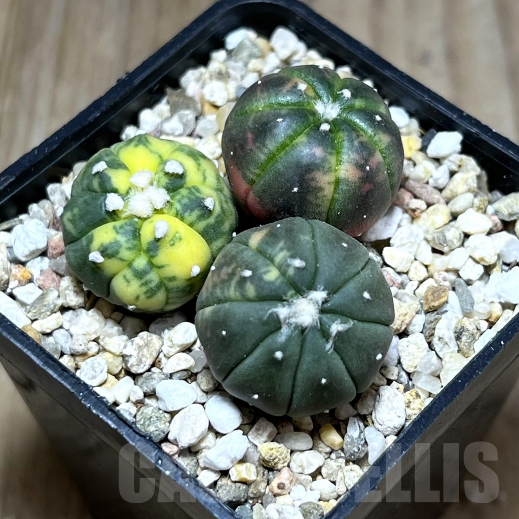 SHPR27568 Astrophytum asterias ‘Kikko Purple Skin Red’, 3 plants
