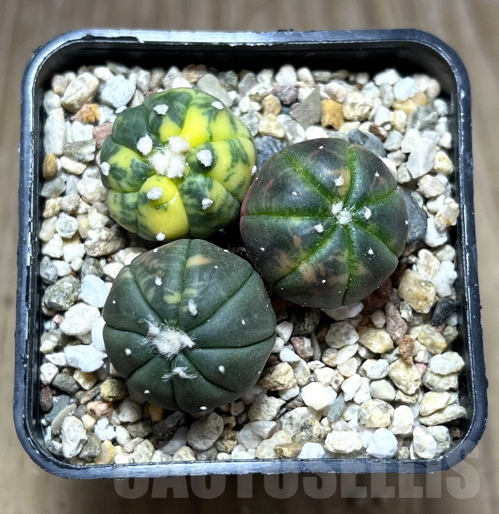 SHPR27568 Astrophytum asterias ‘Kikko Purple Skin Red’, 3 plants - Зображення 2